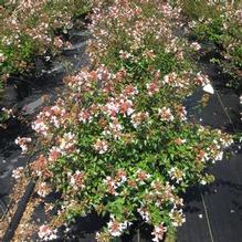 Abelia 'Little Richard'