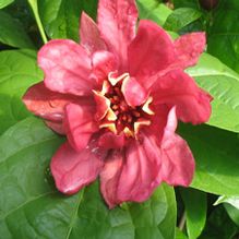 Calycanthus x 'Hartlage Wine' Calycanthus x 'Hartlage Wine'