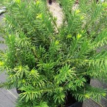 Cephalotaxus 'Duke Gardens' Cephalotaxus 'Duke Gardens'