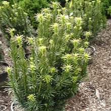 Cephalotaxus 'Fastigiata' Cephalotaxus 'Fastigiata'