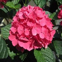 Hydrangea macrophylla 'Glowing Embers' Hydrangea macrophylla 'Glowing Embers'