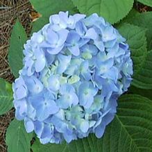 Hydrangea macrophylla 'Nikko Blue' Hydrangea macrophylla 'Nikko Blue'