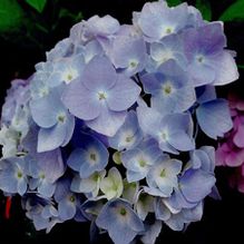 Hydrangea macrophylla 'All Summer Beauty' Hydrangea macrophylla 'All Summer Beauty'