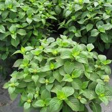 Hydrangea serrata 'Blue Billow' Hydrangea serrata 'Blue Billow'