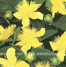 Hypericum calycinum Hypericum calycinum