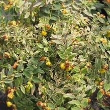 Hypericum x 'Tricolor' Hypericum x 'Tricolor'