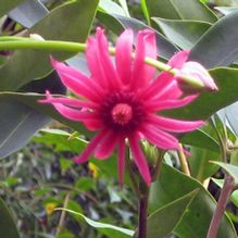 Illicium floridanum 'Halley's Comet' Illicium floridanum 'Halley's Comet'