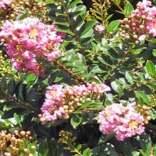 Lagerstroemia Dazzle® Me Pink