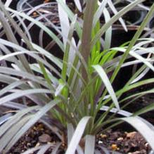 Ophiopogon planiscapus 'Nigrescens' Ophiopogon planiscapus 'Nigrescens'