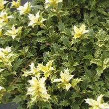 Osmanthus heterophyllus 'Goshiki' Osmanthus heterophyllus 'Goshiki'