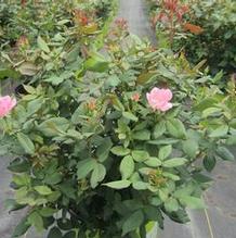 Rosa Blushing Knock Out®