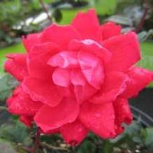 Rosa Double Knock Out®