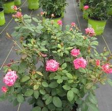 Rosa Double Pink Knock Out®