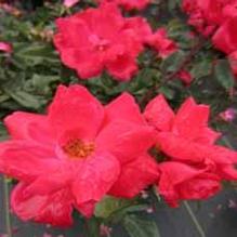 Rosa Knock Out®