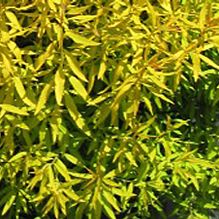 Spiraea 'Ogon' Spiraea 'Ogon'