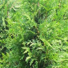 Thuja standishii x plicata 'Green Giant'