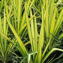 Yucca 'Bright Edge' Yucca 'Bright Edge'