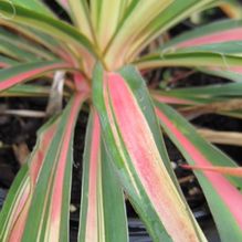 Yucca 'Color Guard' Yucca 'Color Guard'