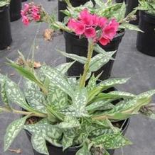 Pulmonaria 'Raspberry Splash' Pulmonaria 'Raspberry Splash'