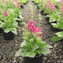 Verbascum 'Plum Smokey' Verbascum 'Plum Smokey'