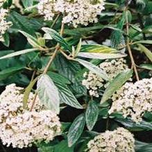 Viburnum x pragense Viburnum x pragense