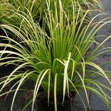 Acorus gramineus 'Ogon'