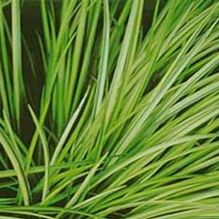 Acorus gramineus 'Variegatus' Acorus gramineus 'Variegatus'