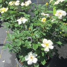 Rosa Sunny Knock Out®