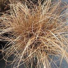 Carex 'Toffee Twist' Carex 'Toffee Twist'