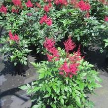 Astilbe 'Montgomery'