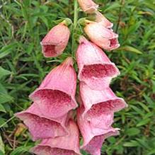 Digitalis x mertonensis