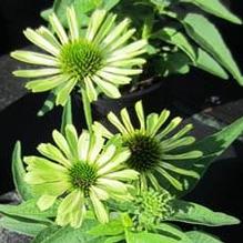 Echinacea 'Green Jewel' Echinacea 'Green Jewel'