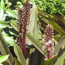 Eucomis 'Sparkling Burgundy'
