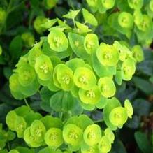 Euphorbia var. robbiae