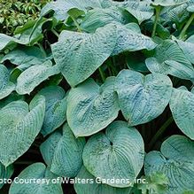 Hosta 'Blue Angel' Hosta 'Blue Angel'