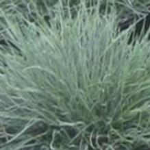Festuca 'Elijah Blue'