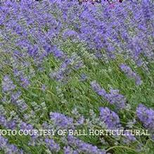 Lavandula 'Blue Cushion' Lavandula 'Blue Cushion'