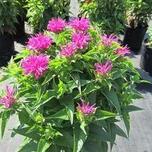 Monarda 'Grand Parade' Monarda 'Grand Parade'
