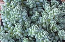 Sedum 'Major' Sedum 'Major'