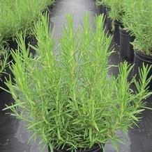 Rosmarium officinalis 'Hill Hardy'