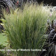 Panicum virgatum 'Northwind' Panicum virgatum 'Northwind'
