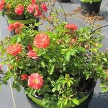 Rosa Coral Drift® Rosa Coral Drift®