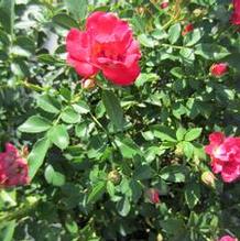 Rosa Red Drift®