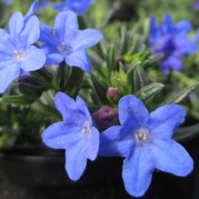 Lithodora 'Grace Ward' Lithodora 'Grace Ward'