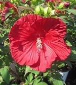 Hibiscus 'Cranberry Crush' Hibiscus 'Cranberry Crush'