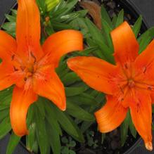 Lilium Lily Looks™ 'Tiny Dino' Lilium Lily Looks™ 'Tiny Dino'