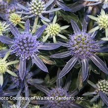 Eryngium 'Blue Hobbit' Eryngium 'Blue Hobbit'