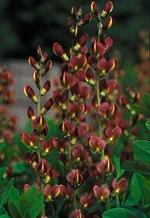 Baptisia x 'Twilight Prarieblues™' Baptisia x 'Twilight Prarieblues™'