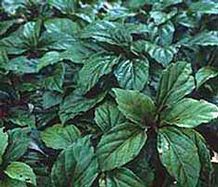 Pachysandra axillaris var. stylosa Pachysandra axillaris var. stylosa