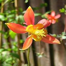 Aquilegia 'Tequila Sunrise' Aquilegia 'Tequila Sunrise'